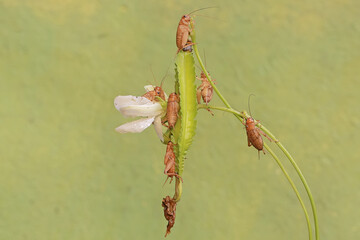 A number of young field crickets are eating winged bean flowers (Psophocarpus tetragonolobus). This insect has the scientific name Gryllus campestris.