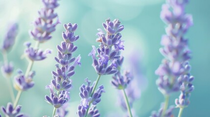 Naklejka premium Close-Up View of Lavender Flowers in Soft Focus Against a Dreamy Background Featuring Delicate Shades of Purple and Hints of Green, Ideal for Nature-Themed Projects and Designs