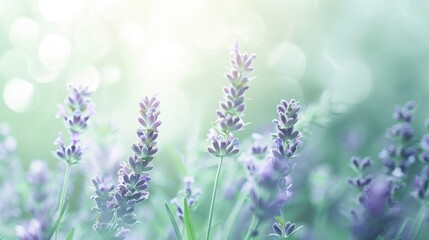 Naklejka premium Beautiful Lavenders Blooming in a Soft Green Background with Glittering Bokeh Effect Representing Serenity and Nature's Tranquility