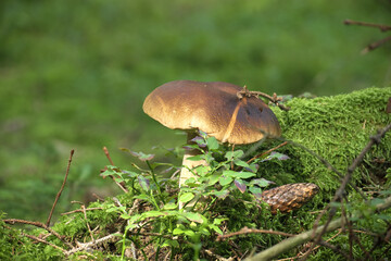 boletus mushroom in lush green forest setting, surrounded by moss and foliage