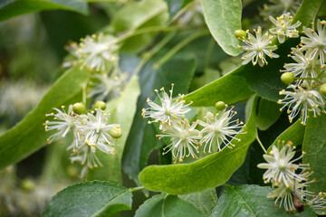 Tilia flowers blooming in spring, showing their delicate beauty