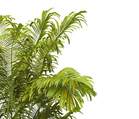 Tropical palm leaves isolated on transparent background. Palm Tree Branch PNG background. Areca...