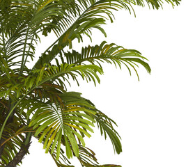Tropical palm leaves isolated on transparent background. Palm Tree Branch PNG background. Areca...