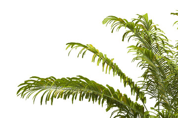 Fototapeta premium Tropical palm leaves isolated on transparent background. Palm Tree Branch PNG background. Areca palms leaves. palm leaf PNG, green leaf, tropical leaves. cutout isolate palm foliage PNG. clipping path