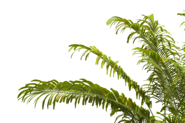 Tropical palm leaves isolated on transparent background. Palm Tree Branch PNG background. Areca palms leaves. palm leaf PNG, green leaf, tropical leaves. cutout isolate palm foliage PNG. clipping path