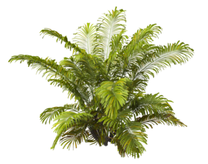 Single palm Tree PNG isolated on transparent background. big old palm plant with large green leaves. Areca Palm. Arenga engleri Plant. Chamaedorea. bamboo palm. PNG bush or shrub outdoor plant.