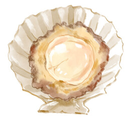 新鮮で美味しそうなホタテのリアルな水彩イラスト