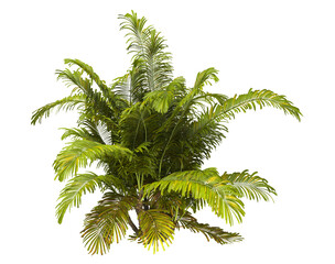 Single palm Tree PNG isolated on transparent background. big old palm plant with large green...