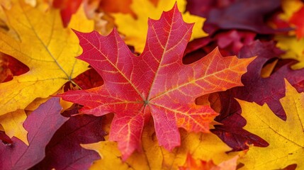 Fototapeta premium Autumn Leaves: A Symphony of Red, Orange, and Gold