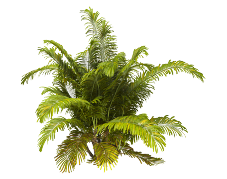 Single palm Tree PNG isolated on transparent background. big old palm plant with large green leaves. Areca Palm. Arenga engleri Plant. Chamaedorea. bamboo palm. PNG bush or shrub outdoor plant.