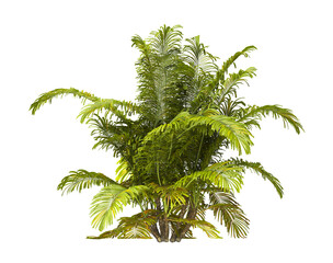 Single palm Tree PNG isolated on transparent background. big old palm plant with large green...