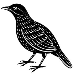 Minimalist Oilbird on White Background