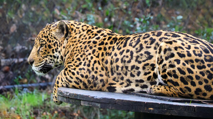 Jaguar in zoo