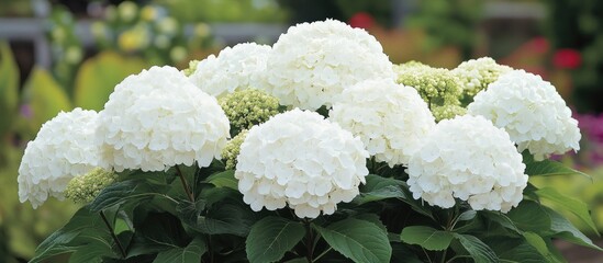 Close up view of lush white mophead hydrangea blooms surrounded by vibrant green leaves in a well-maintained garden setting under soft daylight