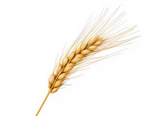 Golden wheat ear isolated on a white background, symbolizing agriculture and harvest
