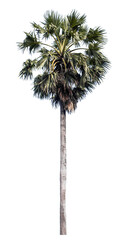 Isolated sugar palm tree on transparent background, High resolution tropical trees.