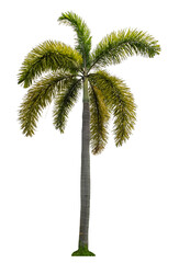 Single palm tree isolated on transparent background with clipping path and alpha channel.