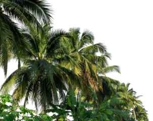 Coconut palm trees in summer on transparent background with clipping path and alpha channel.