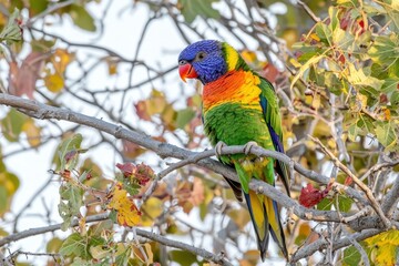 Obraz premium A colorful rainbow lorikeet perched on a branch, its plumage gleaming under the morning sunlight.