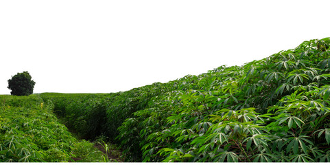 Cassava farm in the fields in a beautiful cassava field isolated on transparent background. © Gassenee