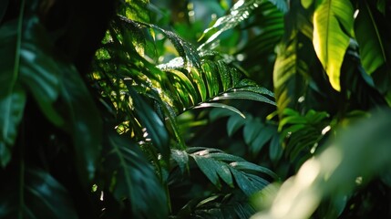 Fototapeta premium Observing the delicate balance of the rainforest ecosystem home toelusive jaguars hidden within the dense foliage.