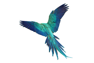 Beautiful feathers on the back of Blue and Gold Macaw parrot isolated on transparent background png file