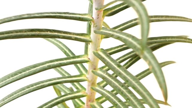 Closeup of Euphorbia lathyris Stem and Leaves on White Background 4k video