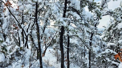 snowy mountain valley in korea. Snow on branches of tree in winter forest. korean mountains snowy scene. heavy snowfall in south korea