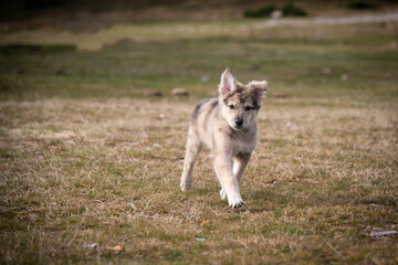 Little wolf dogs enjoying themselves in the countryside