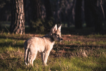 Little wolf dogs enjoying themselves in the countryside