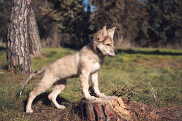 Little wolf dogs enjoying themselves in the countryside
