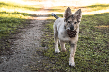 Little wolf dogs enjoying themselves in the countryside