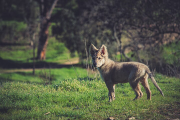Little wolf dogs enjoying themselves in the countryside