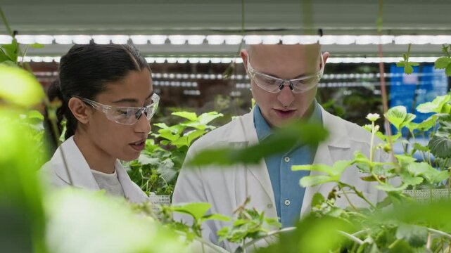 Young experienced Caucasian male vertical farm expert wearing lab coat and protective eyeglasses taking notes while inspecting strawberry plants together with his biracial female colleague