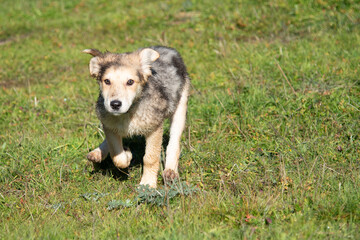 Little wolf dogs enjoying themselves in the countryside