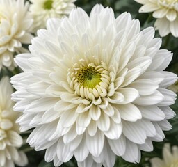Close-up of a vibrant white chrysanthemum flower, chrysanthemum, white