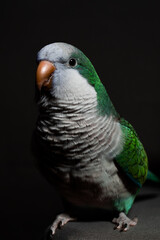 Obraz premium Parrot