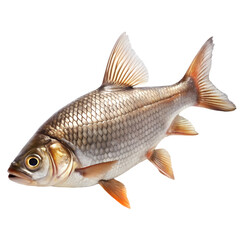 Obraz premium Freshwater Fish Detailed Closeup Studio Shot Isolated Black Background fin lake pond gill body photo