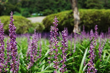beautiful purple flowers with green grass