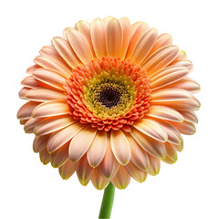 Peach Gerbera Daisy Flower Blossom Isolated Black Background Soft Shot Petal Bloom Macro Image Color