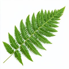 A vibrant green fern leaf with intricate, feathery leaflets, showcasing its natural beauty and detailed structure.