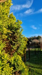 Bright Green Conifer Foliage Under Sunny Sky