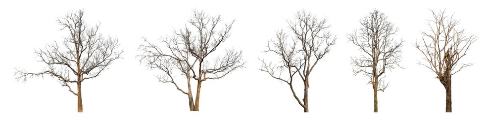 The dead tree collection has been cut from the original background and replaced with a transparent background for easy selection.