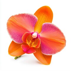 Obraz na płótnie Canvas A vibrant orange and pink orchid flower with intricate petal patterns, showcasing its natural beauty and elegance.