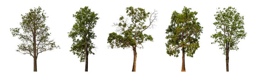 Collection high qaulity tree has been cut from the original background and replaced with a...