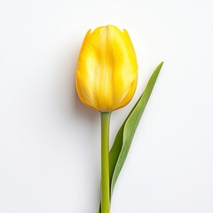 A vibrant yellow tulip stands upright, showcasing its delicate petals and green stem against a clean, neutral background.