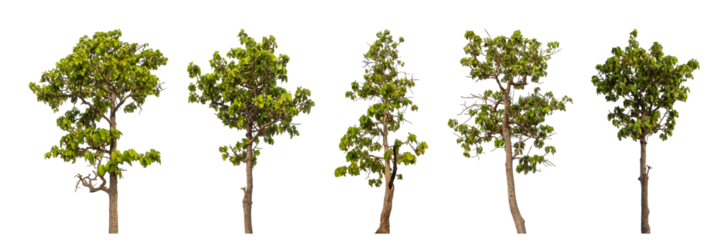 Collection high qaulity tree has been cut from the original background and replaced with a transparent background for easy selection.