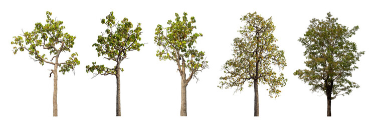 Collection high qaulity tree has been cut from the original background and replaced with a transparent background for easy selection.