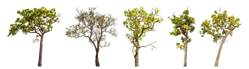 Collection high qaulity tree has been cut from the original background and replaced with a transparent background for easy selection.