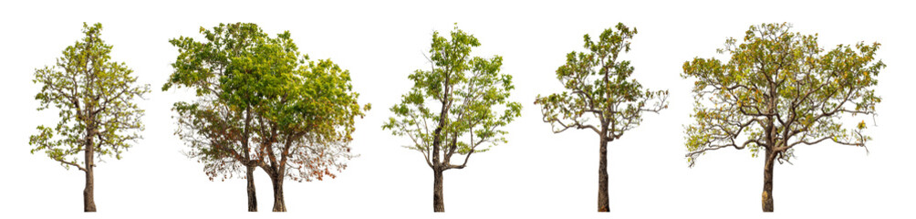 Obraz premium Collection high qaulity tree has been cut from the original background and replaced with a transparent background for easy selection.